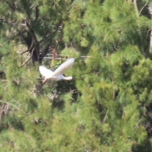 Platalea regia at Monash, ACT - 13 Mar 2023