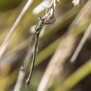 Synlestes weyersii at Rendezvous Creek, ACT - 12 Mar 2023 03:51 PM