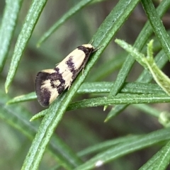 Olbonoma triptycha at Jerrabomberra, NSW - 13 Mar 2023 02:45 PM