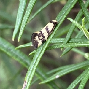 Olbonoma triptycha at Jerrabomberra, NSW - 13 Mar 2023