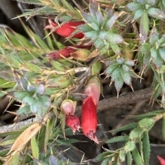 Styphelia humifusum at Jerrabomberra, NSW - 13 Mar 2023