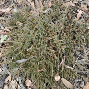 Styphelia humifusum at Jerrabomberra, NSW - 13 Mar 2023