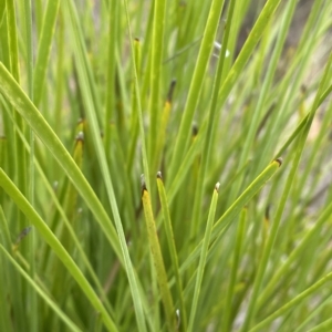 Lomandra multiflora at Jerrabomberra, NSW - 13 Mar 2023