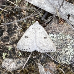 Amelora (genus) at Jerrabomberra, NSW - 13 Mar 2023