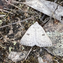 Amelora (genus) at Jerrabomberra, NSW - 13 Mar 2023