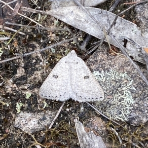 Amelora (genus) at Jerrabomberra, NSW - 13 Mar 2023