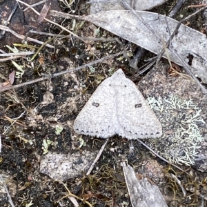 Amelora (genus) at Jerrabomberra, NSW - 13 Mar 2023