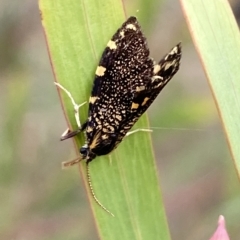 Cebysa leucotelus (Australian Bagmoth) at Jerrabomberra, NSW - 13 Mar 2023 by Steve_Bok