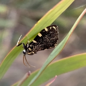 Cebysa leucotelus at Jerrabomberra, NSW - 13 Mar 2023