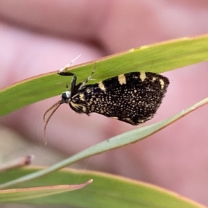 Cebysa leucotelus at Jerrabomberra, NSW - 13 Mar 2023