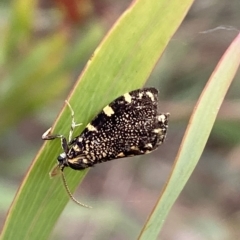 Cebysa leucotelus at Jerrabomberra, NSW - 13 Mar 2023