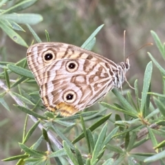 Geitoneura acantha (Ringed Xenica) at Jerrabomberra, NSW - 13 Mar 2023 by Steve_Bok