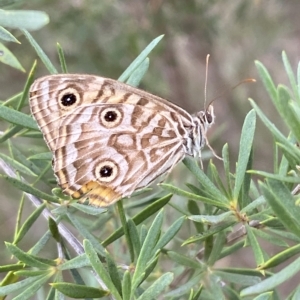 Geitoneura acantha at Jerrabomberra, NSW - 13 Mar 2023 02:44 PM