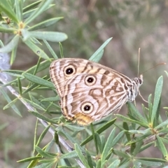 Geitoneura acantha at Jerrabomberra, NSW - 13 Mar 2023 02:44 PM