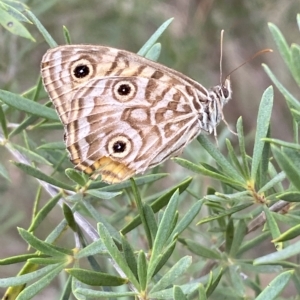 Geitoneura acantha at Jerrabomberra, NSW - 13 Mar 2023 02:44 PM