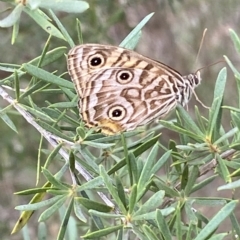 Geitoneura acantha at Jerrabomberra, NSW - 13 Mar 2023 02:44 PM