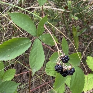 Rubus anglocandicans at Jerrabomberra, NSW - 13 Mar 2023 02:40 PM