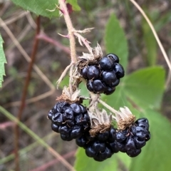 Rubus anglocandicans at Jerrabomberra, NSW - 13 Mar 2023