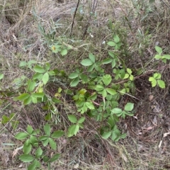 Rubus anglocandicans at Jerrabomberra, NSW - 13 Mar 2023 02:40 PM