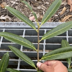 Prunus laurocerasus at Jerrabomberra, NSW - 13 Mar 2023