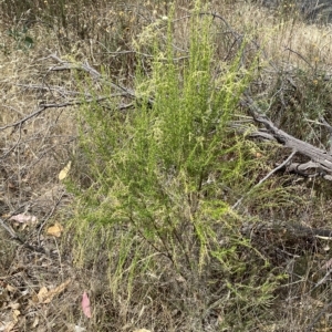 Cassinia sifton at Jerrabomberra, NSW - 13 Mar 2023