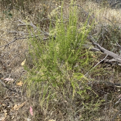 Cassinia sifton (Sifton Bush, Chinese Shrub) at Jerrabomberra, NSW - 13 Mar 2023 by Steve_Bok