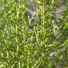 Cassinia sifton at Jerrabomberra, NSW - 13 Mar 2023