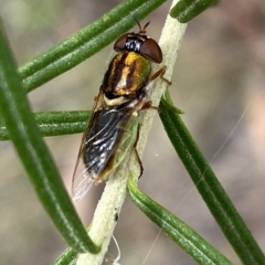 Odontomyia decipiens (Green Soldier Fly) at Jerrabomberra, NSW - 13 Mar 2023 by Steve_Bok