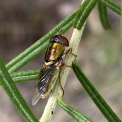 Odontomyia decipiens at Jerrabomberra, NSW - 13 Mar 2023 02:32 PM