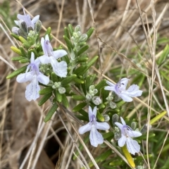 Rosmarinus officinalis (Rosemary) at Jerrabomberra, NSW - 13 Mar 2023 by Steve_Bok