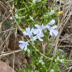 Rosmarinus officinalis at Jerrabomberra, NSW - 13 Mar 2023