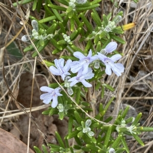 Rosmarinus officinalis at Jerrabomberra, NSW - 13 Mar 2023