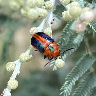Calomela curtisi (Acacia leaf beetle) at Jerrabomberra, NSW - 13 Mar 2023 by Steve_Bok