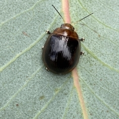 Paropsisterna cloelia (Eucalyptus variegated beetle) at Jerrabomberra, NSW - 13 Mar 2023 by Steve_Bok