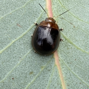 Paropsisterna cloelia at Jerrabomberra, NSW - 13 Mar 2023