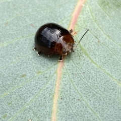 Paropsisterna cloelia at Jerrabomberra, NSW - 13 Mar 2023