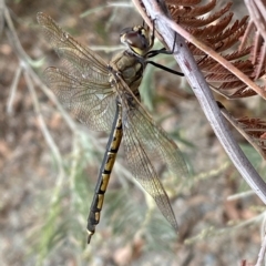 Hemicordulia tau (Tau Emerald) at Jerrabomberra, NSW - 13 Mar 2023 by SteveBorkowskis