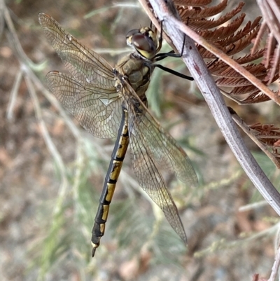 Hemicordulia tau (Tau Emerald) at Jerrabomberra, NSW - 13 Mar 2023 by SteveBorkowskis