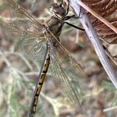 Hemicordulia tau at Jerrabomberra, NSW - 13 Mar 2023 02:22 PM