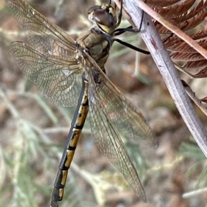 Hemicordulia tau at Jerrabomberra, NSW - 13 Mar 2023 02:22 PM