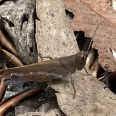 Goniaea opomaloides (Mimetic Gumleaf Grasshopper) at Jerrabomberra, NSW - 13 Mar 2023 by Steve_Bok