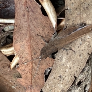 Goniaea opomaloides at Jerrabomberra, NSW - 13 Mar 2023