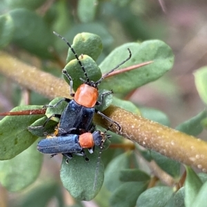 Chauliognathus tricolor at Jerrabomberra, NSW - 13 Mar 2023