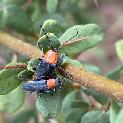 Chauliognathus tricolor (Tricolor soldier beetle) at Mount Jerrabomberra - 13 Mar 2023 by Steve_Bok