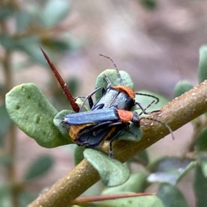 Chauliognathus tricolor at Jerrabomberra, NSW - 13 Mar 2023