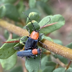 Chauliognathus tricolor at Jerrabomberra, NSW - 13 Mar 2023