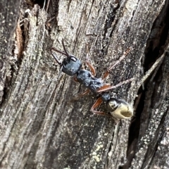Myrmecia fulvipes (Red-legged Toothless bull ant) at Jerrabomberra, NSW - 13 Mar 2023 by SteveBorkowskis