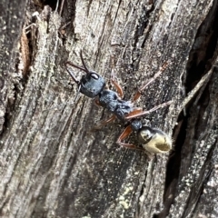 Myrmecia fulvipes (Red-legged Toothless bull ant) at Jerrabomberra, NSW - 13 Mar 2023 by Steve_Bok