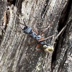 Myrmecia fulvipes at Jerrabomberra, NSW - 13 Mar 2023