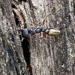 Myrmecia fulvipes at Jerrabomberra, NSW - 13 Mar 2023 02:02 PM